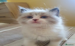 Ragdoll cats for sale: Four adorable ragdolls available  in Chatham - Image 9