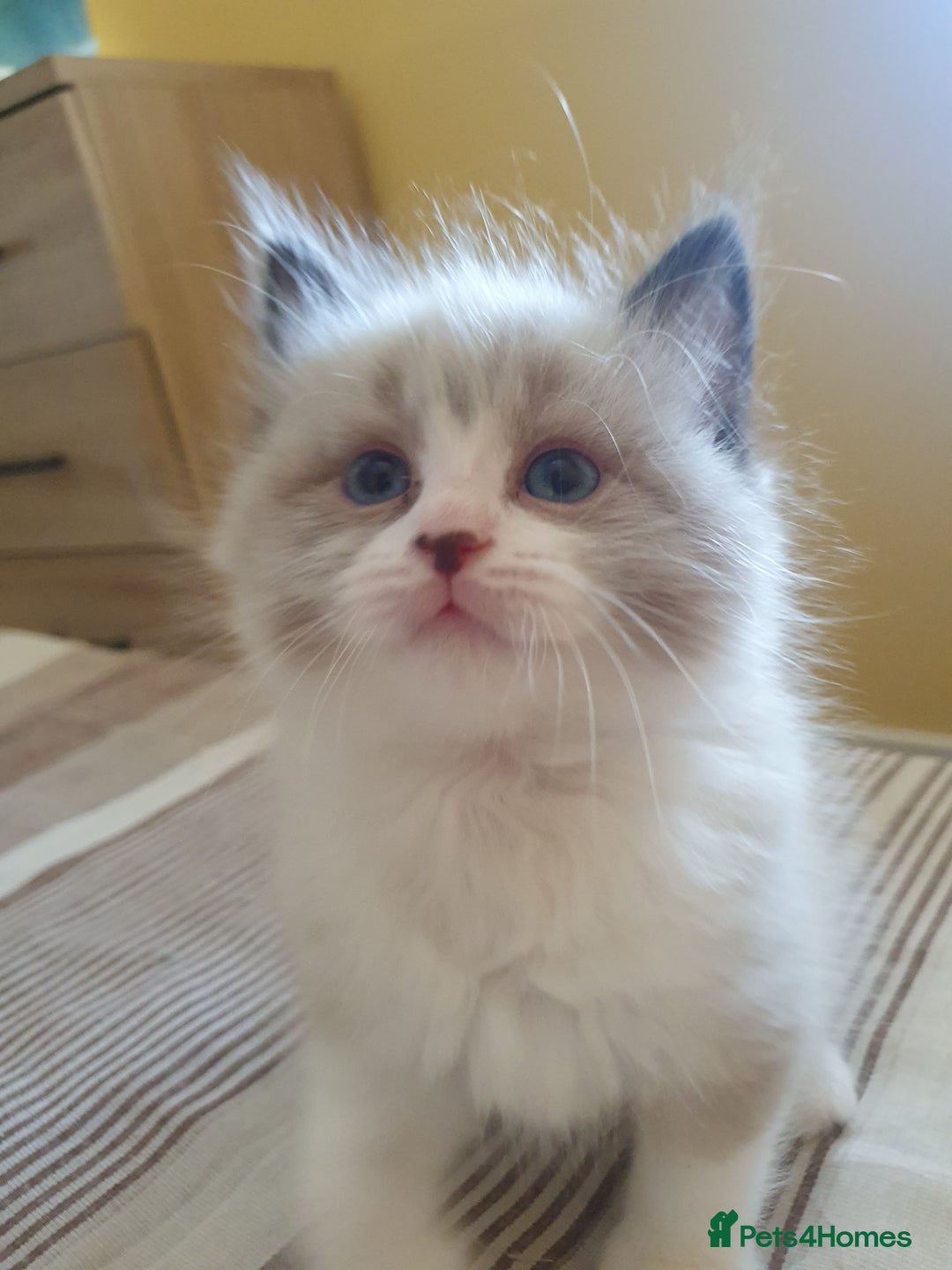 Ragdoll cats for sale: Four adorable ragdolls available  in Chatham - Image 9