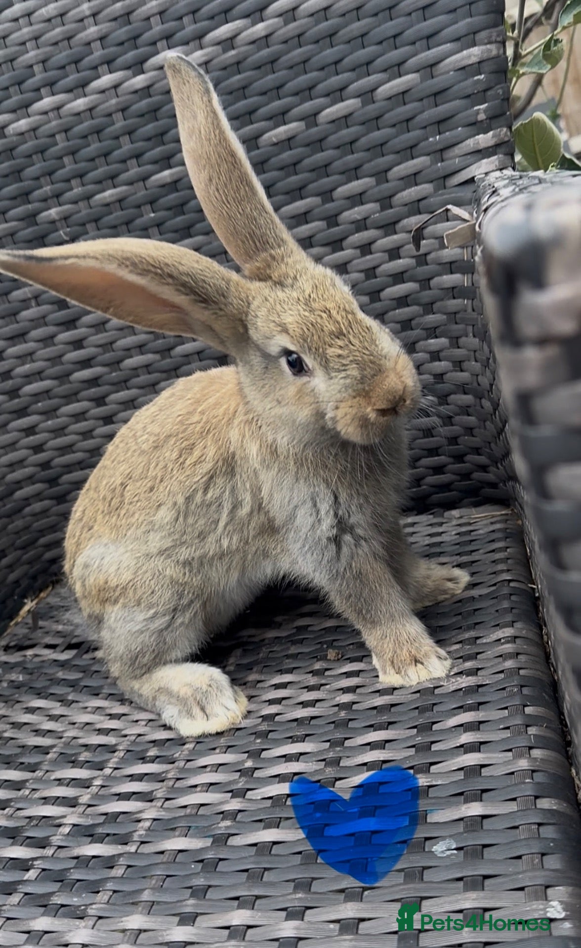 Continental Giant rabbits Baby continental giant ready 1st oct - Advert 14