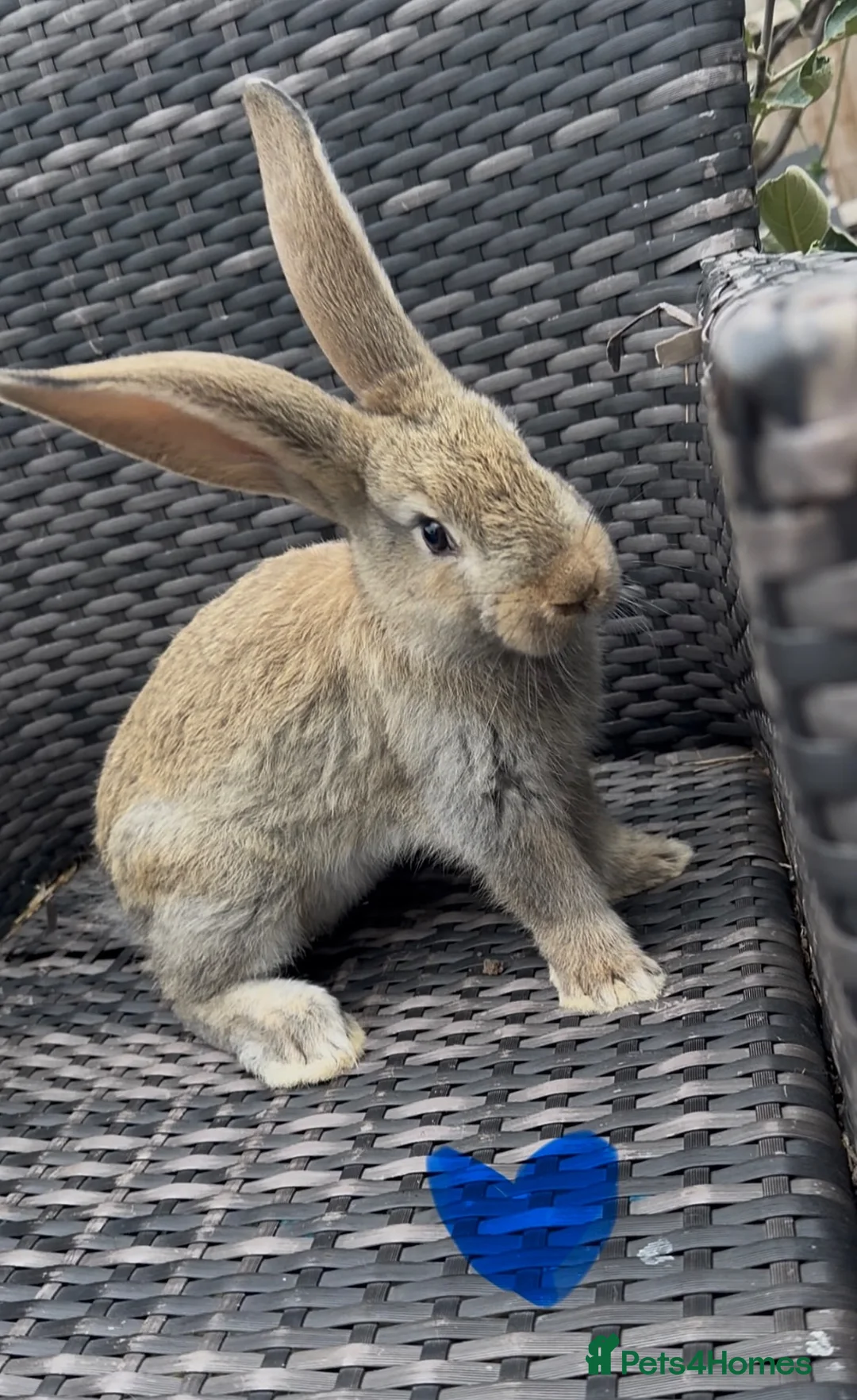 Continental Giant rabbits for sale: RESERVED  - Advert 1