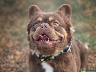 French Bulldog dogs Rojo Tan Visual Fluffy French Bulldog Stud in Blairgowrie - Advert 8