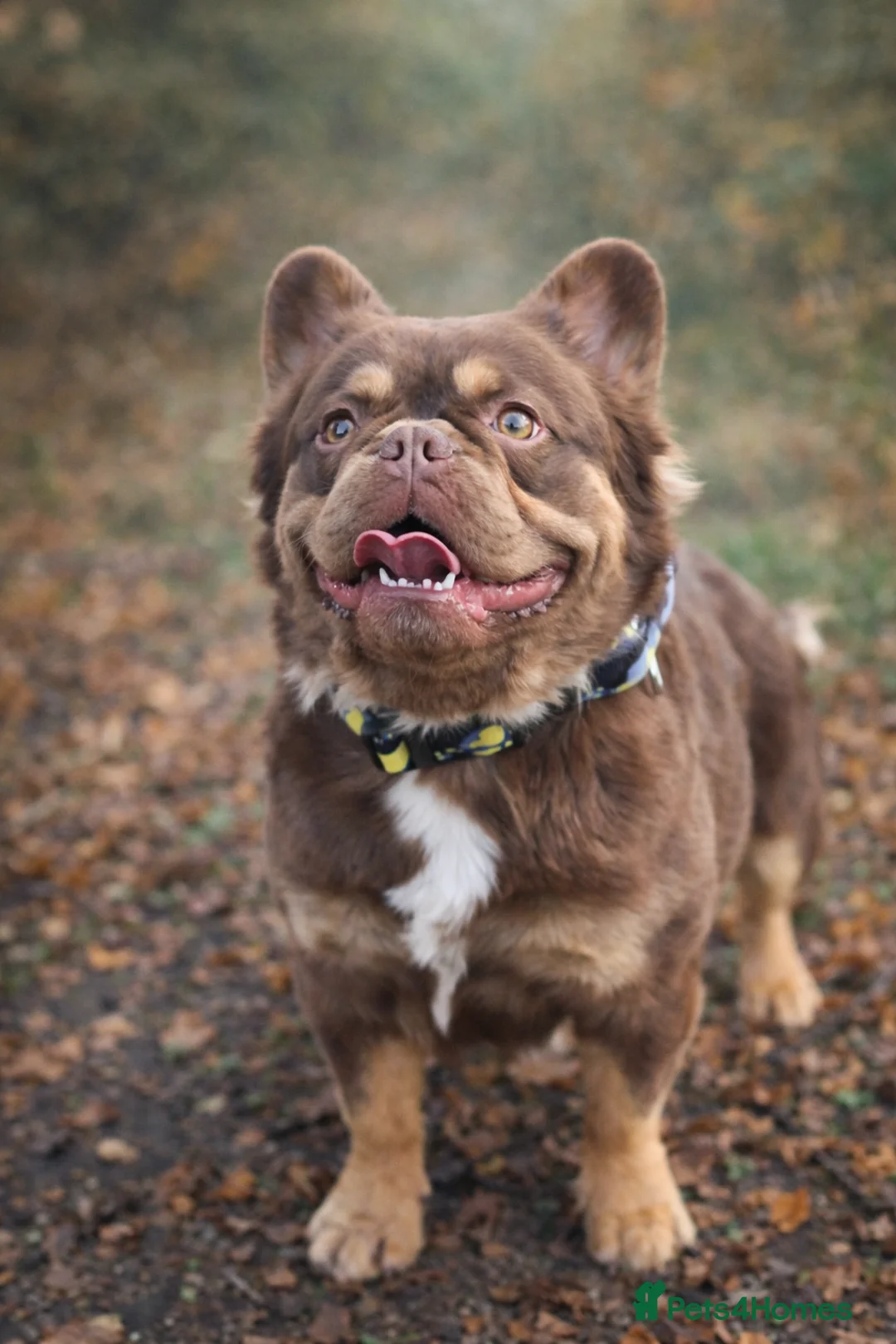 French Bulldog dogs for stud: Rojo Tan Visual Fluffy French Bulldog Stud in Blairgowrie - Advert 1