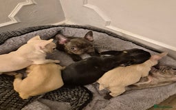 French Bulldog dogs for sale: Beautiful frenchie puppies looking to be homed  - Image 1