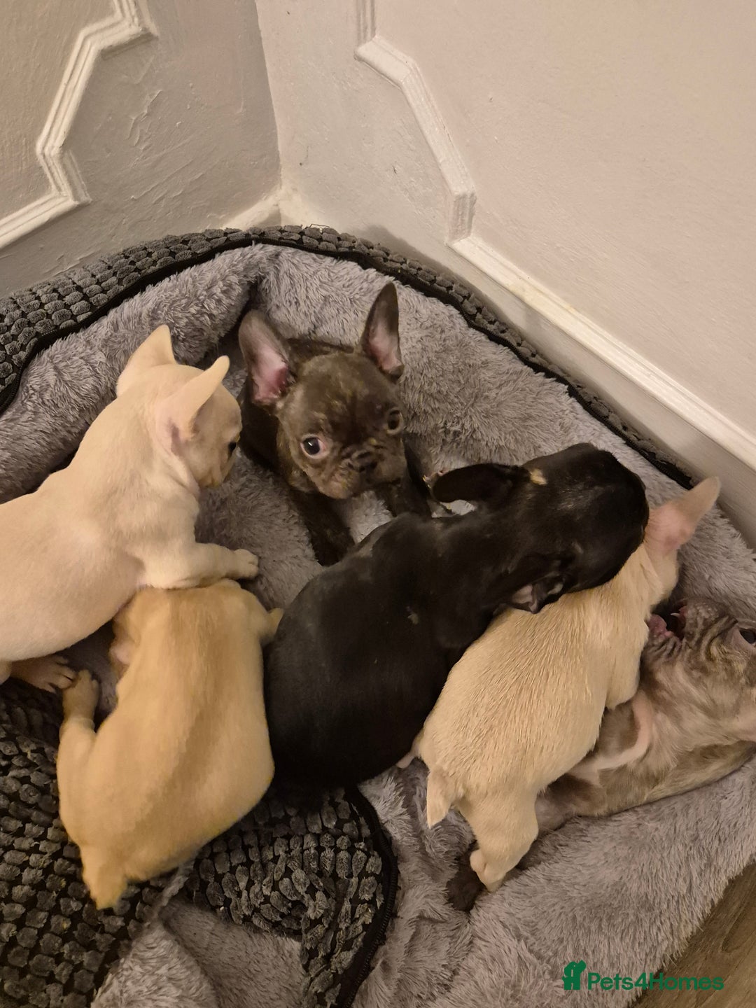 French Bulldog dogs for sale: Beautiful frenchie puppies looking to be homed  - Image 1
