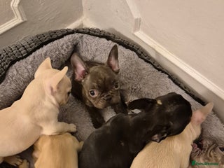 French Bulldog dogs - Advert 8