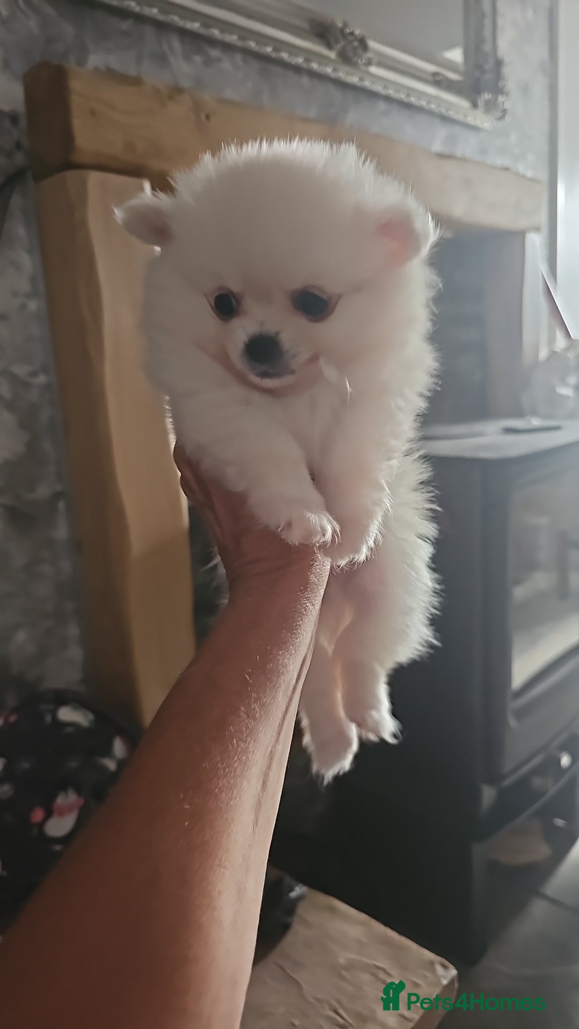 Pomchi dogs for sale: Stunning pomchies - Advert 3