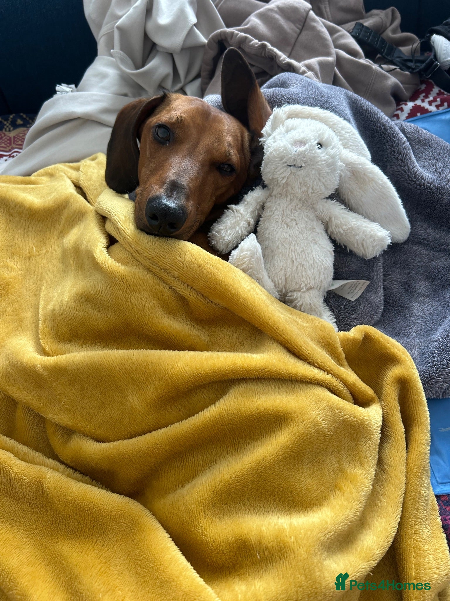 Dachshund dogs Vinnie  - Advert 14
