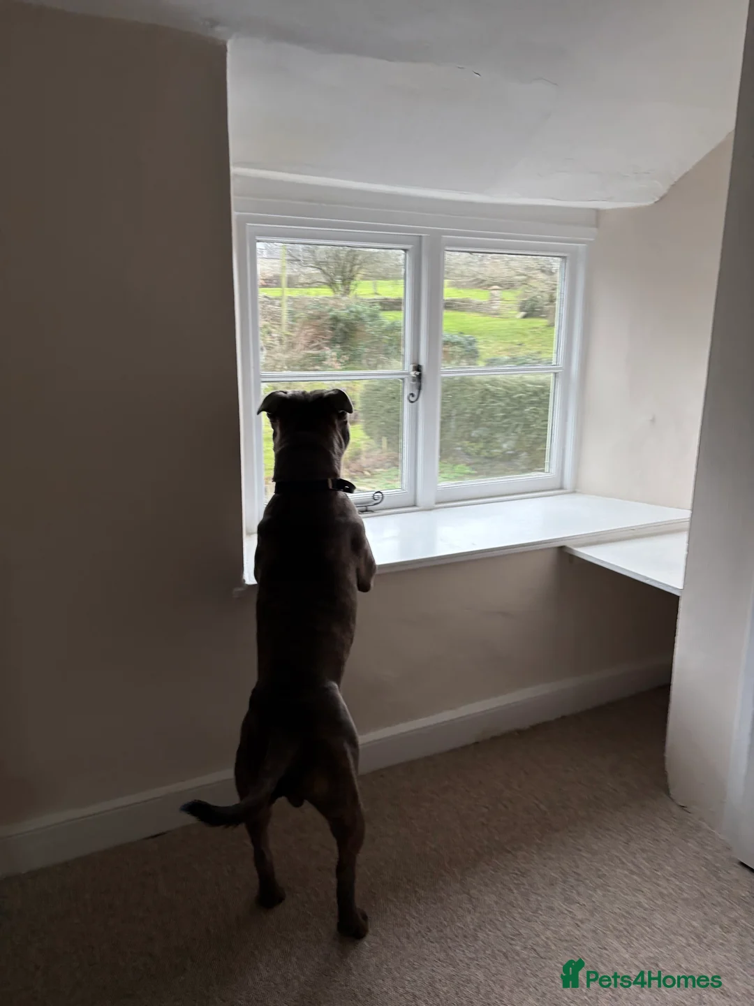 Staffordshire Bull Terrier dogs for stud: Staffy boy for stud - Advert 2