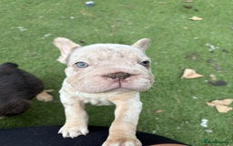 French Bulldog dogs for sale: Isabella&tan Merle carrying fluffy maybe pink - Image 10