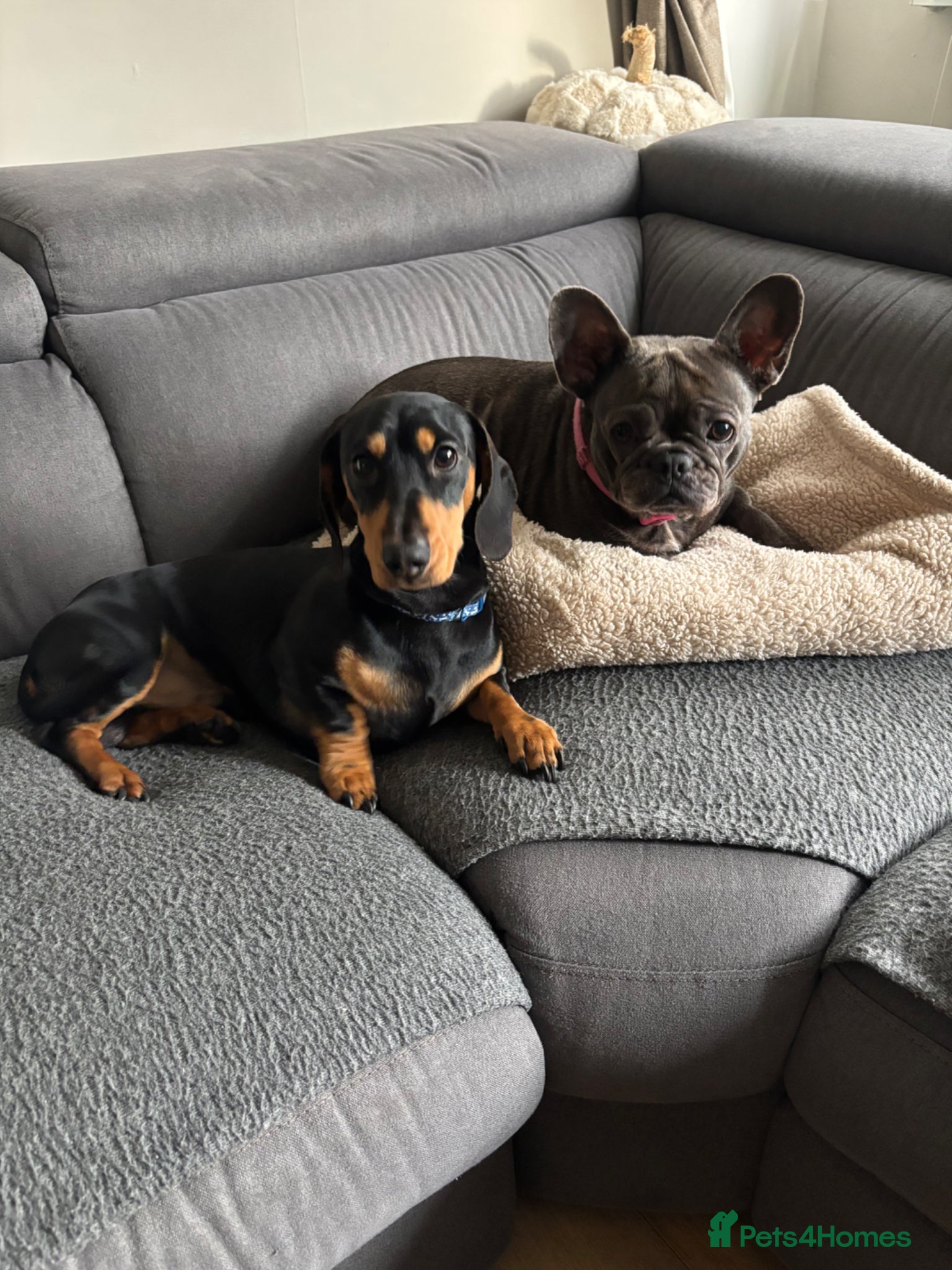 Dachshund dogs Dachshund and Frenchie to go together  - Advert 1