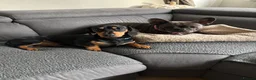 Dachshund dogs for sale: Dachshund and Frenchie to go together  - Advert 1
