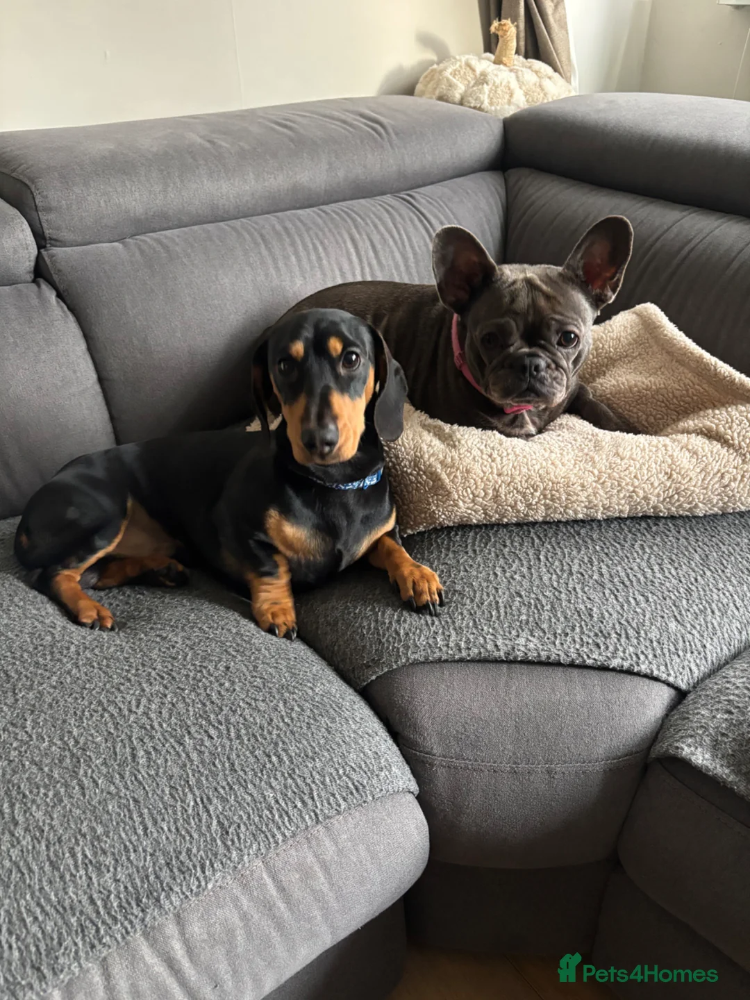 Dachshund dogs for sale: Dachshund and Frenchie to go together  - Advert 1