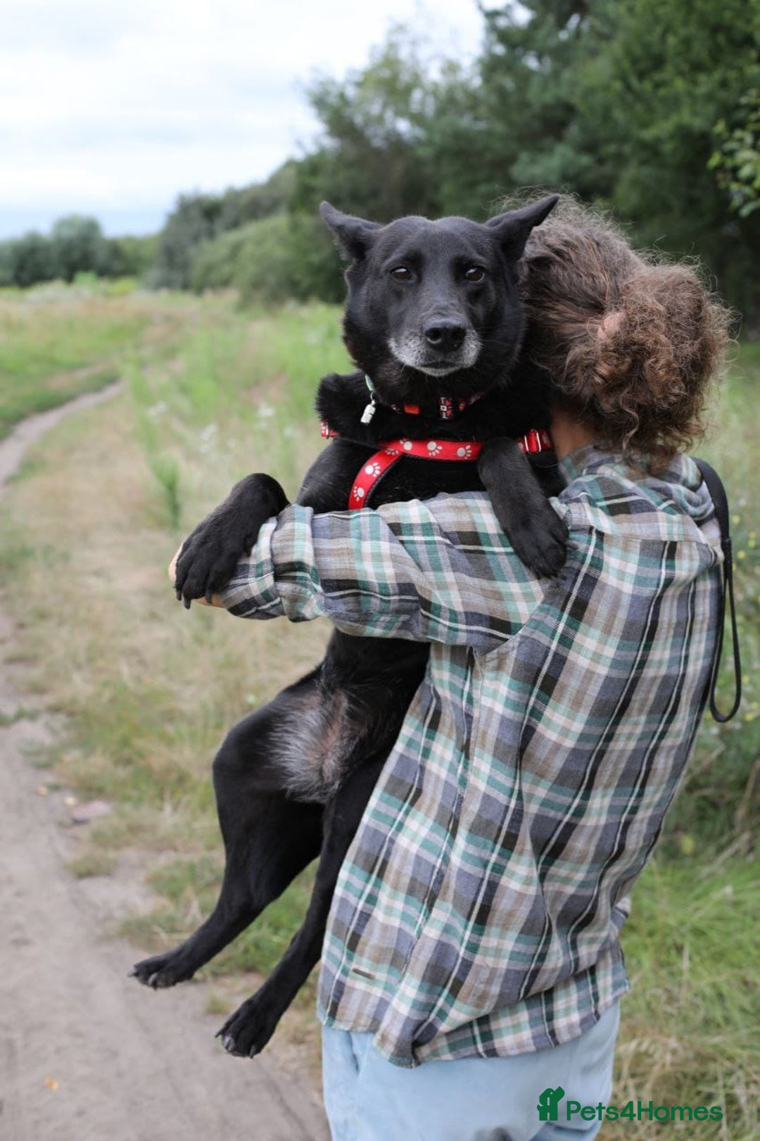 Mixed Breed dogs for adoption: 💖🐶 MARY 🐶💖 - Image 2