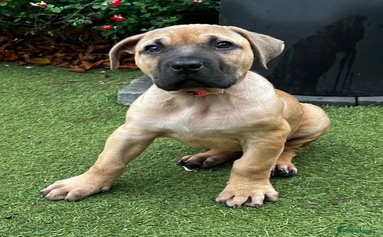 Presa Canario dogs - Advert 4