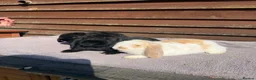Mini Lop rabbits for sale: Baby mini lops  - Advert 12