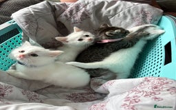 Ragdoll cats for sale: 2 left! Female Ragdoll mix kittens for sale  - Image 10