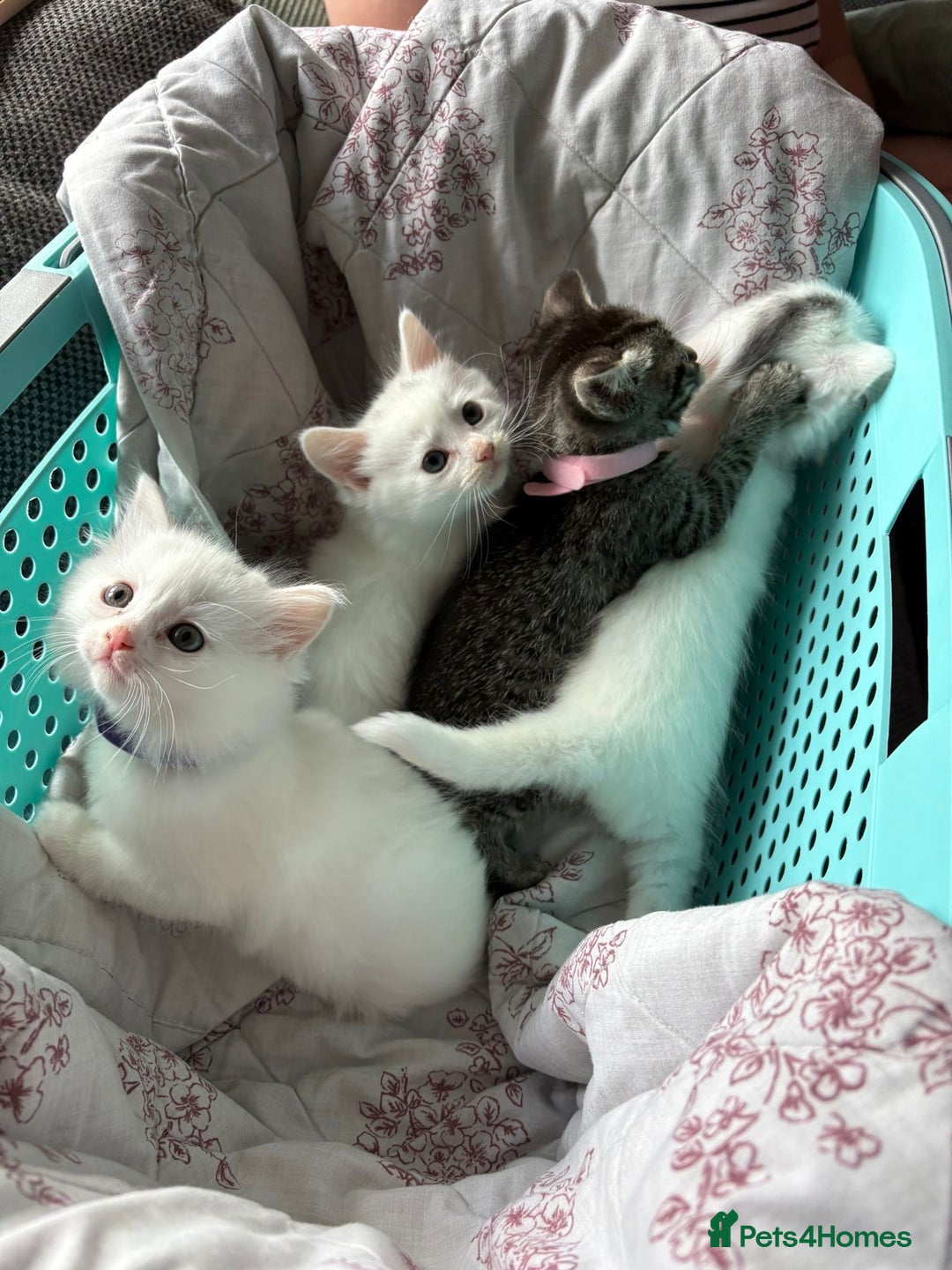Ragdoll cats for sale: 2 left! Female Ragdoll mix kittens for sale  - Image 10