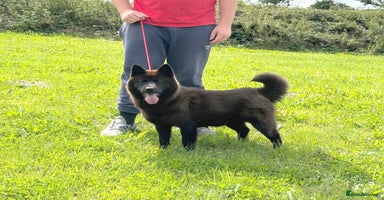 Chow Chow dogs - Advert 7