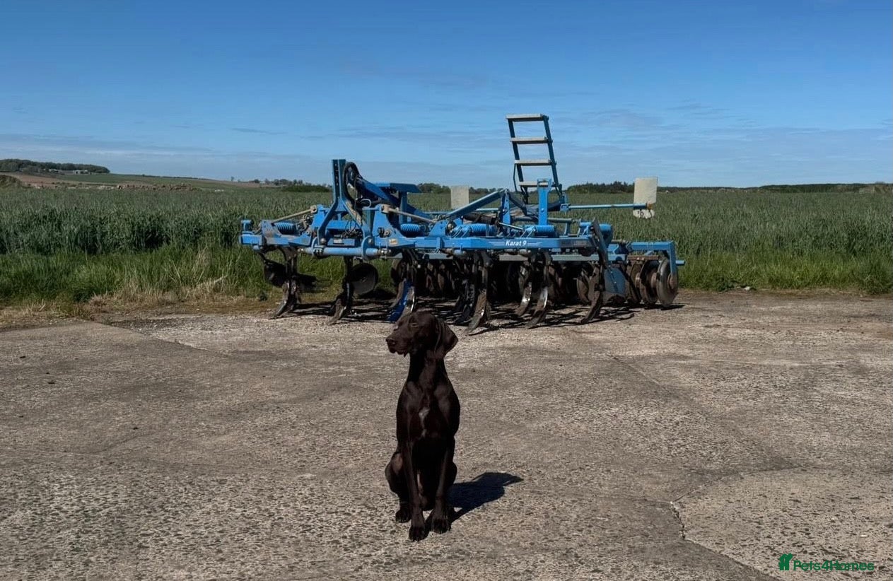 German Shorthaired Pointer dogs Nial  - Advert 1