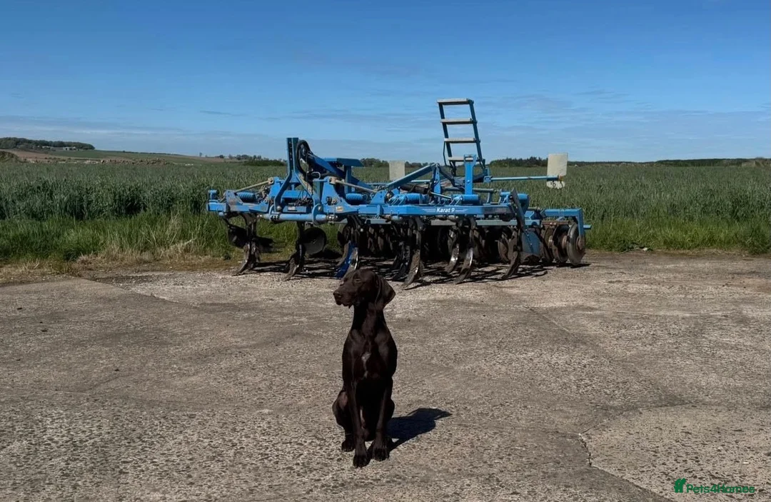 German Shorthaired Pointer dogs for adoption: Nial  - Advert 1