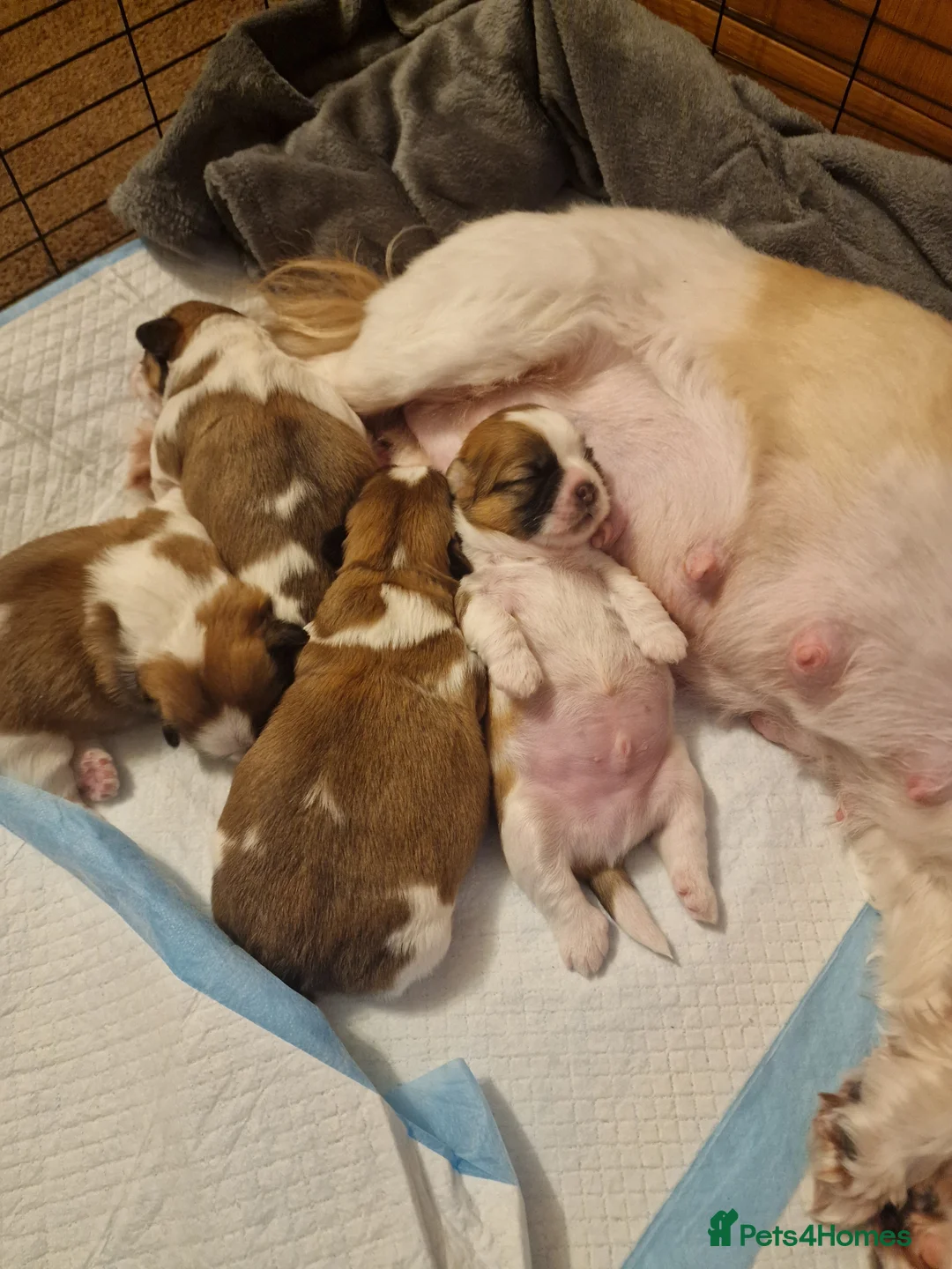 Shih Tzu dogs for sale: Meet Your New Best Friend! Puppies Ready for Love  in Leicester - Advert 2