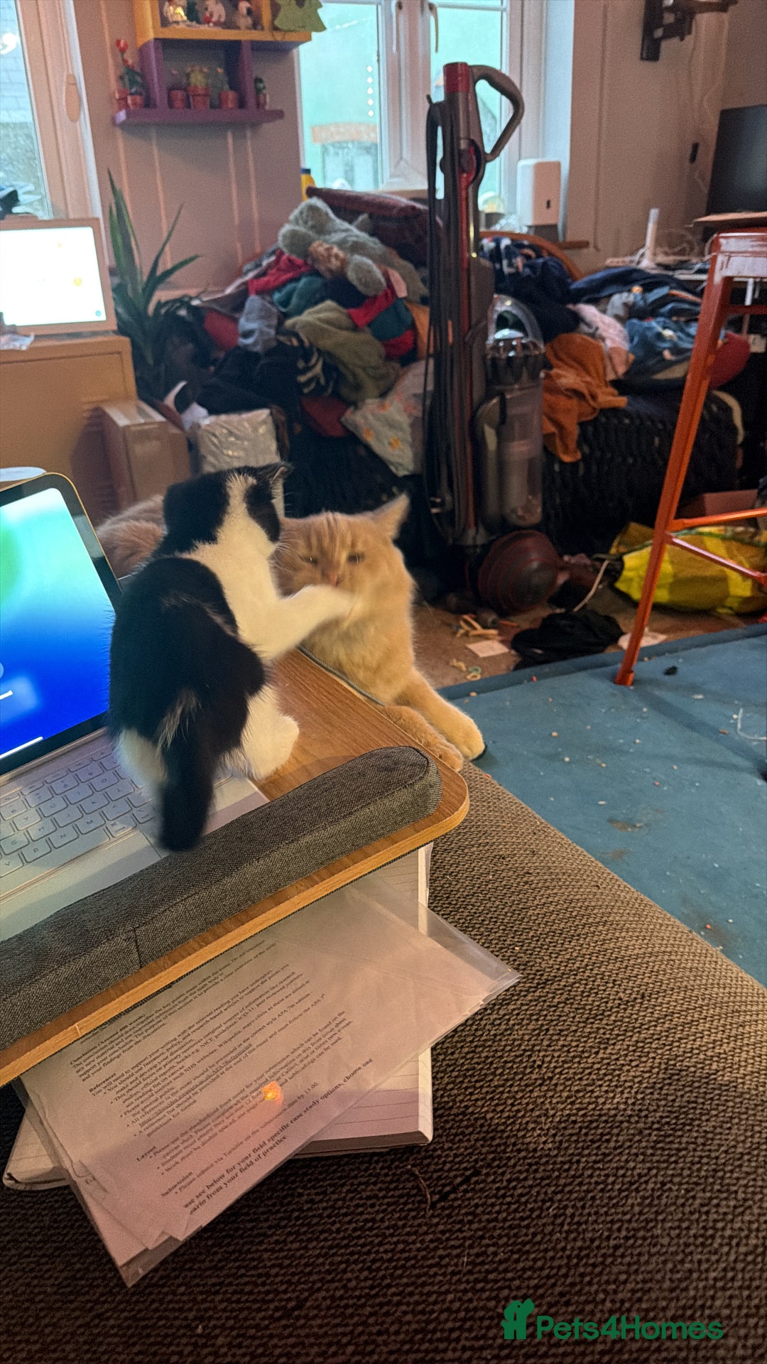 Mixed Breed cats for sale: 2 7 month old kittens - Advert 7