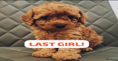 Cavapoochon dogs - Advert 8