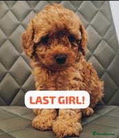 Cavapoochon dogs - Advert 8