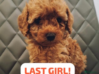 Cavapoochon dogs - Advert 12