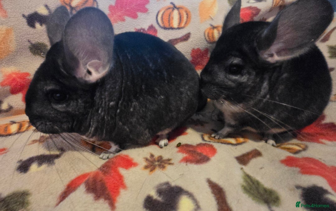 Chinchilla rodents for sale: Black pearl Carriers - Image 36