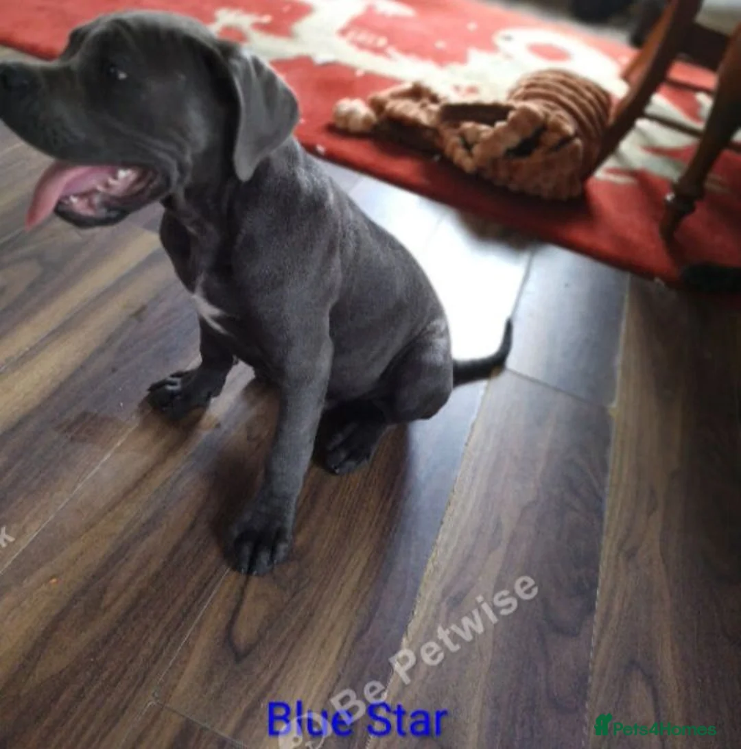 Cane Corso dogs for sale: Reduced! Champion Bloodline Cane Corso Puppies - Advert 2