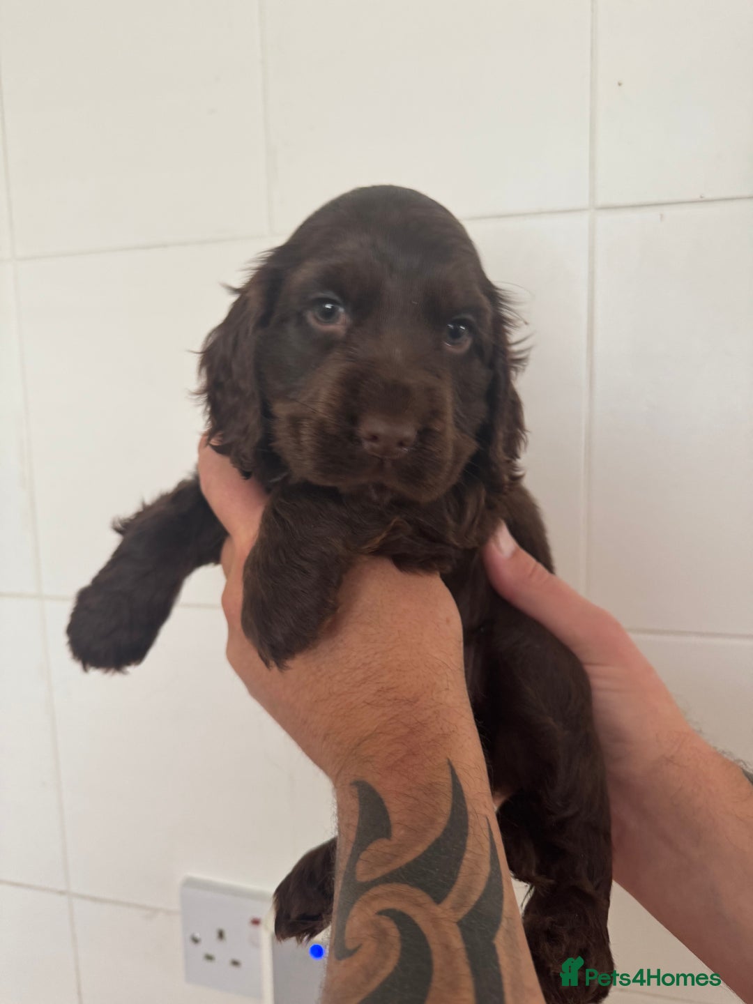 Cocker Spaniel dogs for sale: Chocolate show cocker spaniel  - Image 4