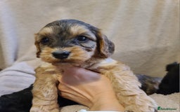 Cockapoo dogs for sale: Super Socialised F1 Cockapoo Puppies. DNA TESTED.  - Image 33