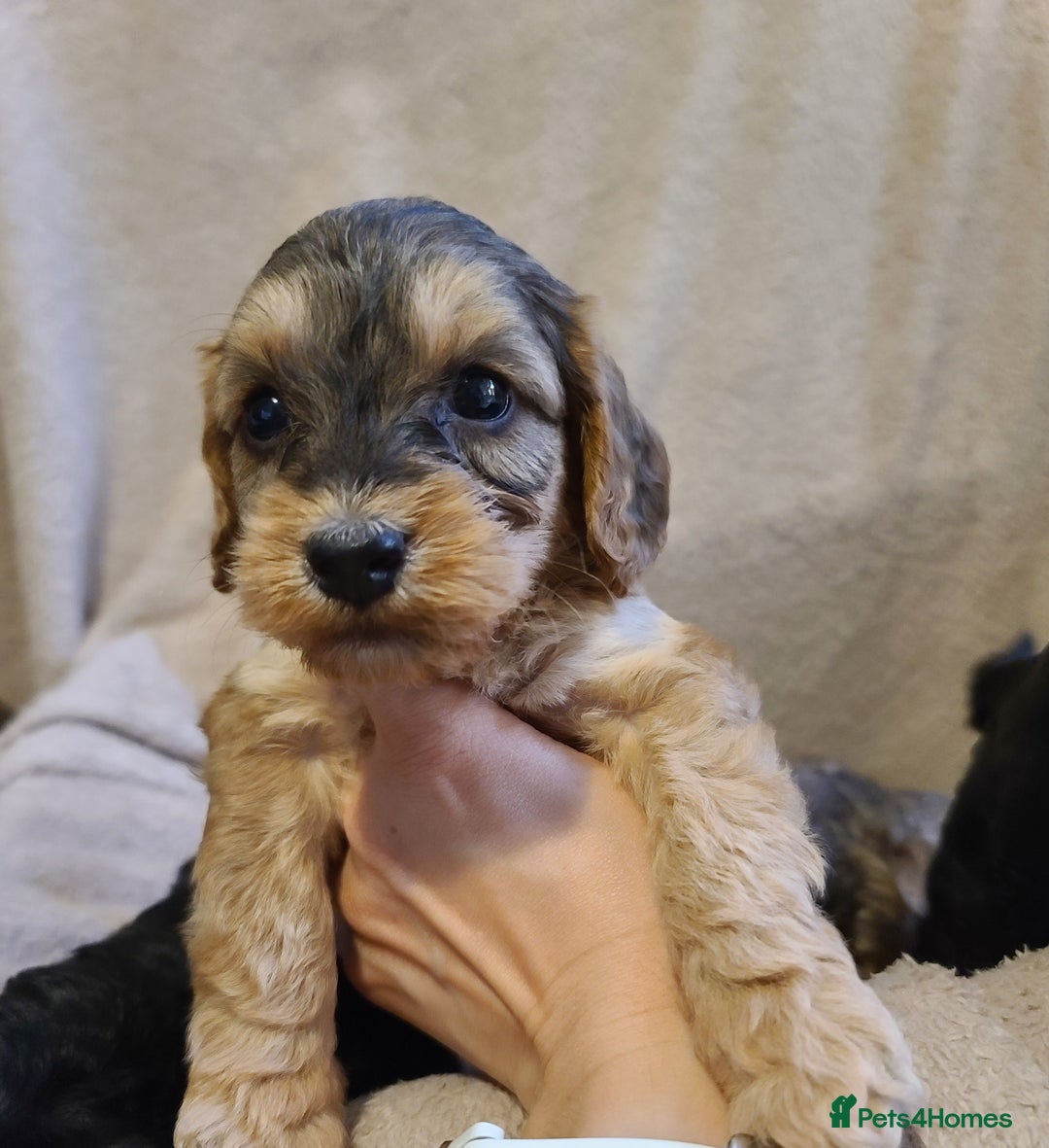 Cockapoo dogs for sale: Super Socialised F1 Cockapoo Puppies. DNA TESTED.  - Image 33