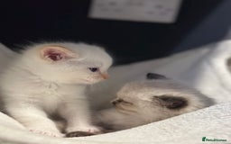 Ragdoll cats for sale: Ragdoll mix kittens (Only 1 Boy Left) - Image 11