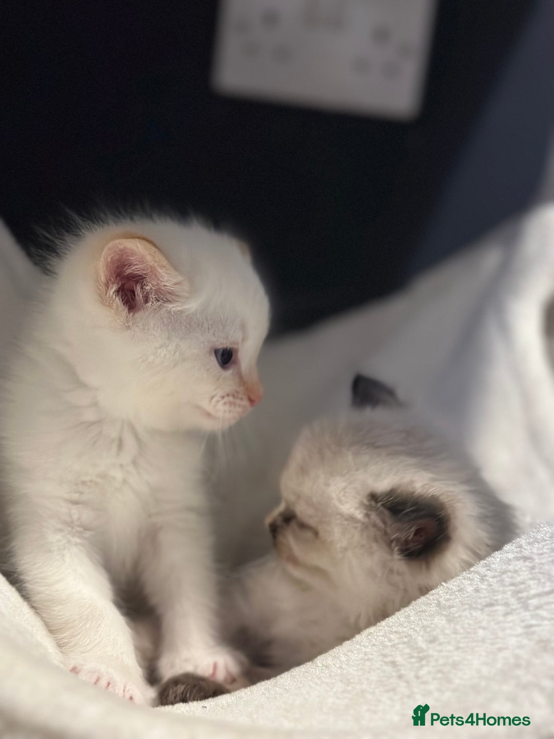 Ragdoll cats for sale: Ragdoll mix kittens (Only 1 Boy Left) - Image 11
