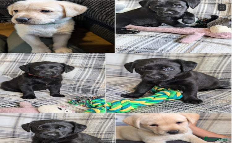 Labrador Retriever dogs - Advert 4