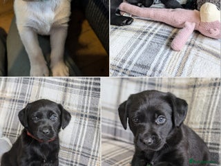 Labrador Retriever dogs - Advert 5