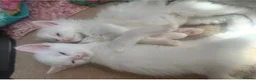 Turkish Angora cats for sale: Turkish angora kittens  - Advert 6