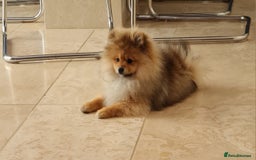 Pomeranian dogs for sale: Stunning Teddy purebreed Russian/Ukrainian poms in Basildon - Image 4