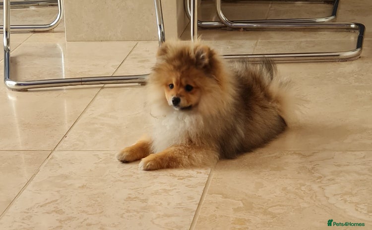 Pomeranian dogs in Basildon - Advert 2
