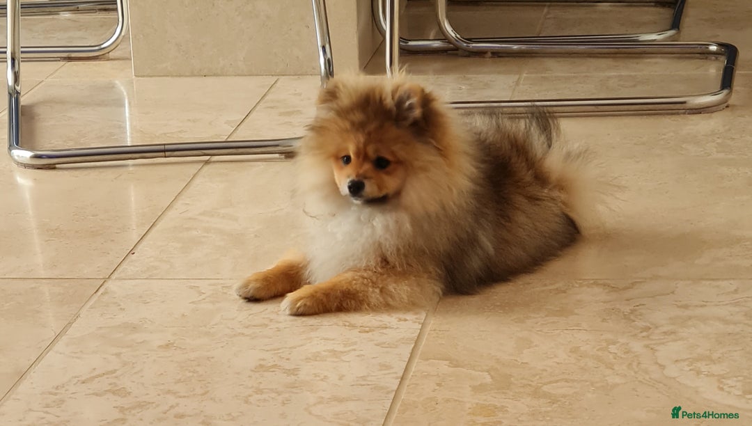 Pomeranian dogs for sale: Stunning Teddy purebreed Russian/Ukrainian poms in Basildon - Image 4