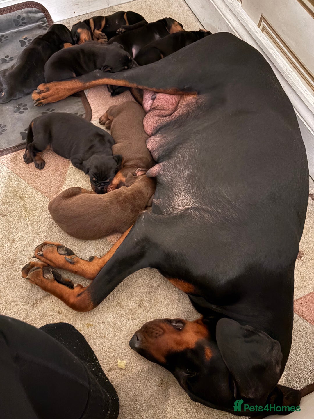 Dobermann dogs for sale: Working doberman - Advert 6