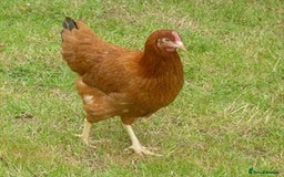 Chickens poultry for sale: Hybrid Hens for Sale - Image 3