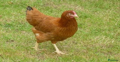 Chickens poultry - Advert 11
