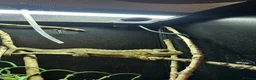 Chameleon reptiles for sale: Adult Female Jacksons Chameleon  - Advert 4
