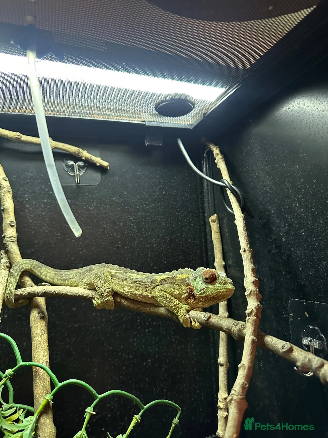 Chameleon reptiles for sale: Adult Female Jacksons Chameleon  - Advert 4