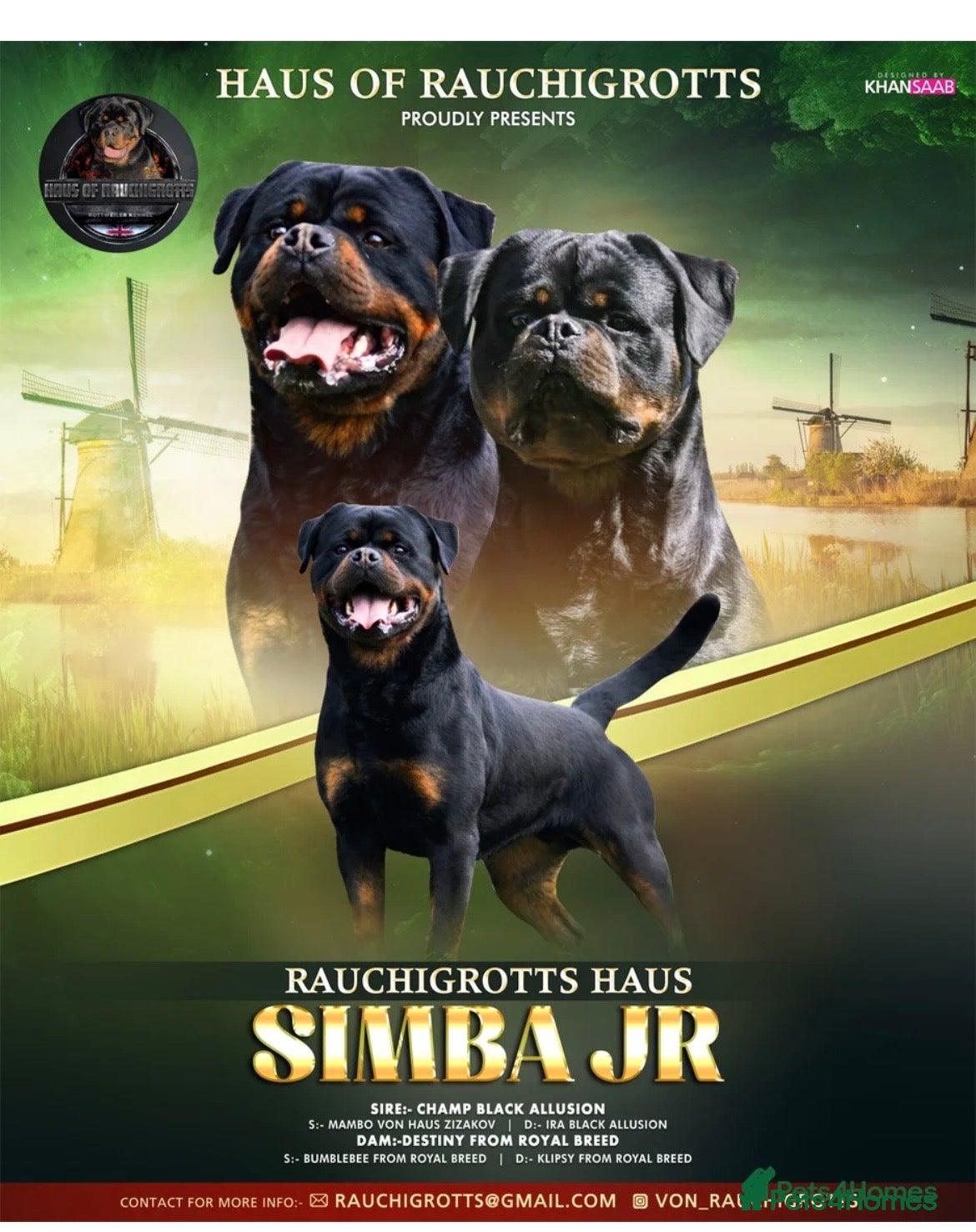Rottweiler dogs Rottweiler puppies - Advert 17
