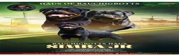 Rottweiler dogs for sale: Rottweiler puppies - Advert 2