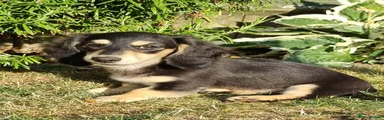 Miniature Dachshund Puppy 4